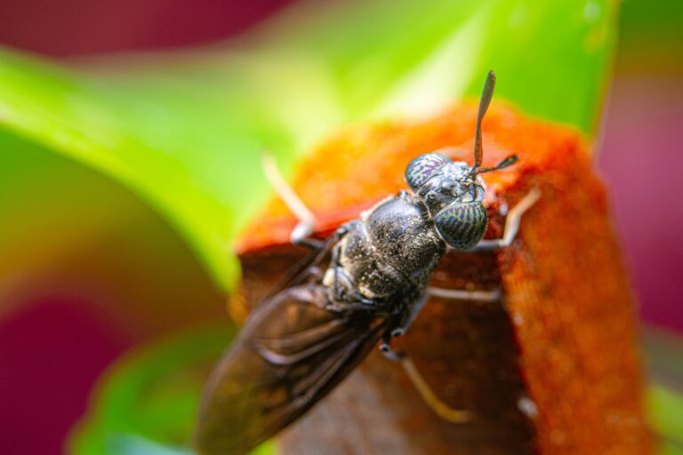 Lire la suite à propos de l’article La mouche soldat noire : une petite héroïne méconnue de l’écosystème