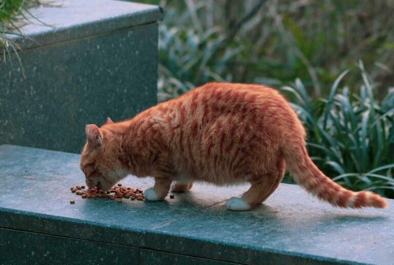 Lire la suite à propos de l’article Les insectes, une réponse aux défis du petfood